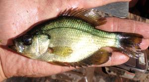 Pomoxis nigromaculatus x Lepomis macrochirus