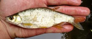 Golden Shiner