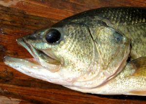 Largemouth Bass