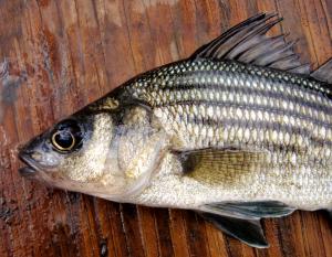 Yellow bass