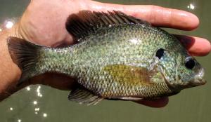 Hybrid Sunfish