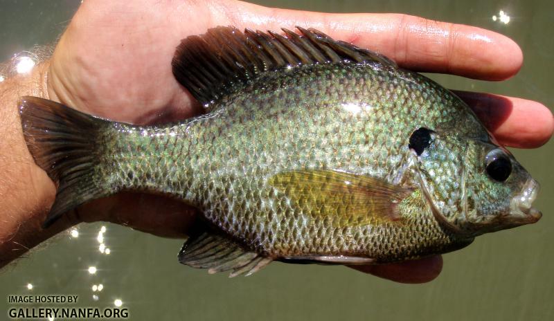 Hybrid Sunfish