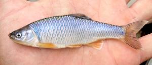 Spotfin Shiner