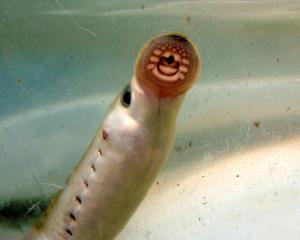 American Brook Lamprey