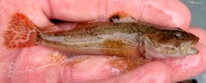 Northern Mottled Sculpin