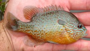 Longear Sunfish