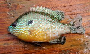 Longear Sunfish