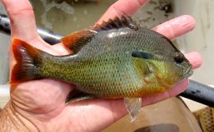 Redbreast Sunfish