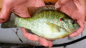 Redear Sunfish