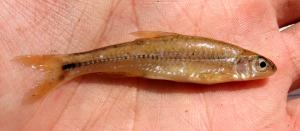 Northern Spottail Shiner