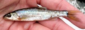 Notropis hudsonius