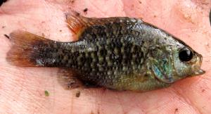 Bantam Sunfish