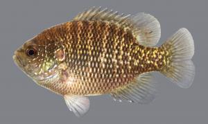 Lepomis symmetricus