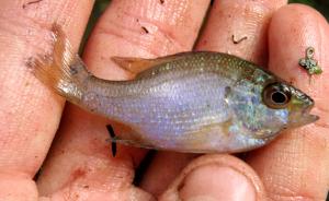 Lepomis marginatus