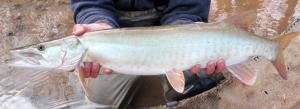 Muskellunge