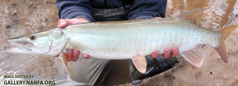 Muskellunge