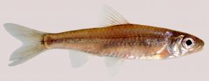 Notropis wickliffi