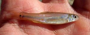 Bullhead Minnow