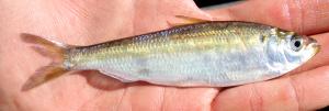 Blueback Herring