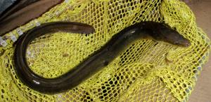 American Eel