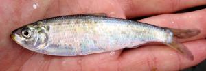 Blueback Herring