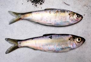 Blueback Herring