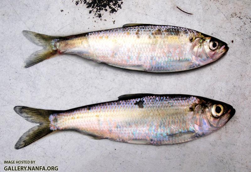 Blueback Herring