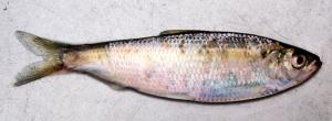 Blueback Herring