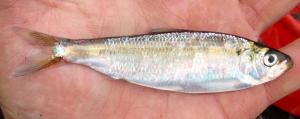 Blueback Herring