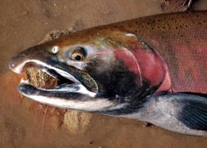 Oncorhynchus kisutch