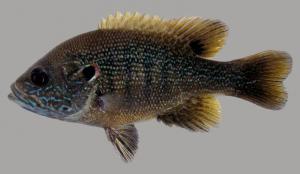 Green Sunfish