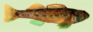 Etheostoma inscriptum