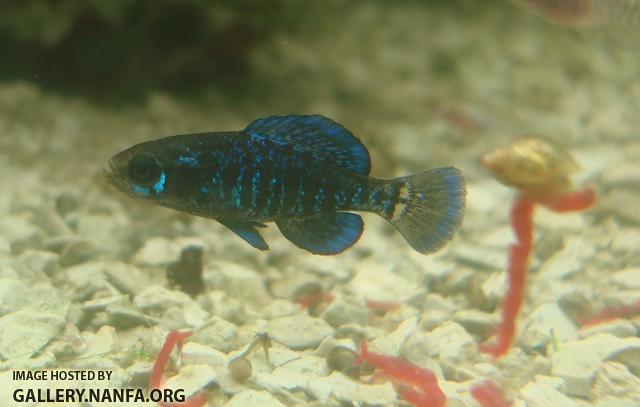 gulf coast pygmy sunfish male resize