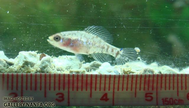 Scaled image in centimeters of gulf coast pygmy sunfish