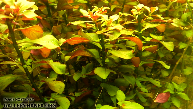 Ludwigia repens