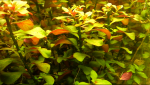 Ludwigia repens