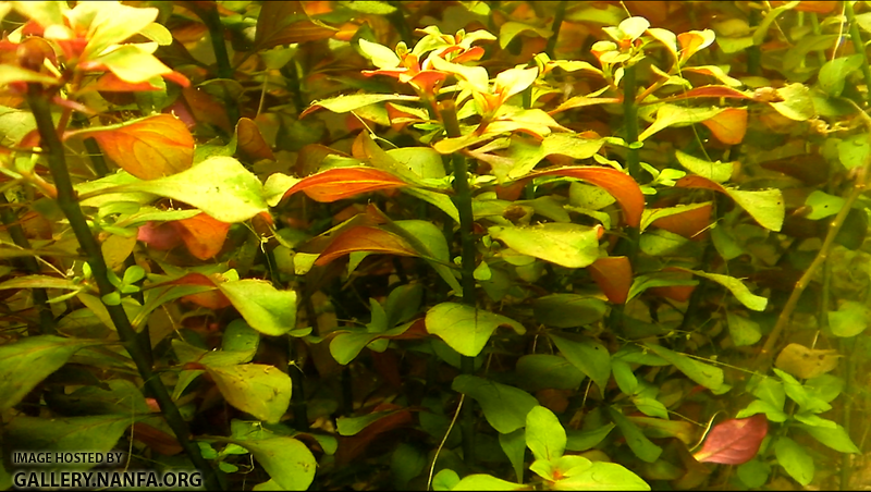 Ludwigia repens