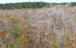 Bald Cypress Expanse