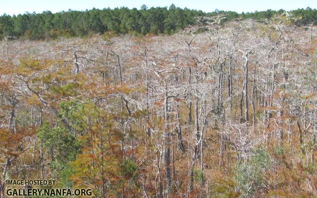 Bald Cypress Expanse