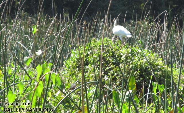 Reeds & Bird