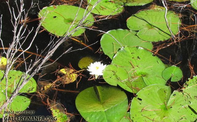 Lily Pads