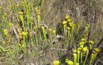 Pitcher Plants