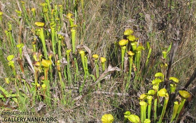 Pitcher Plants