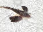 Sea Robin