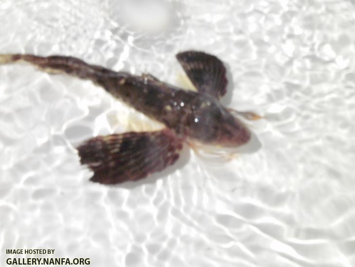 Sea Robin