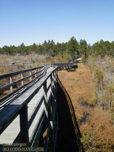 Dwarf Bald Cypress Boardwalk