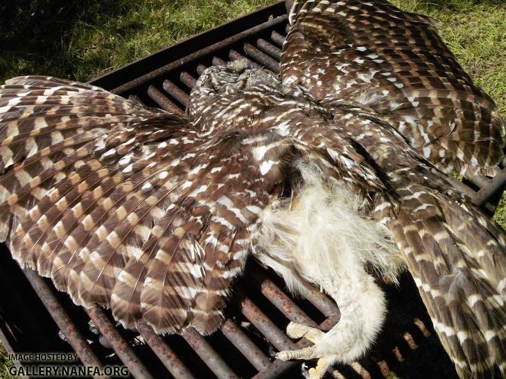 Barred Owl