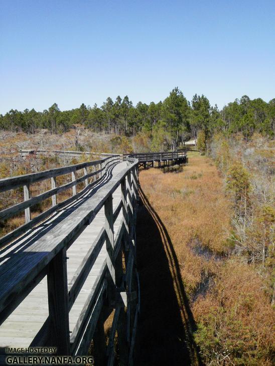 Dwarf Bald Cypress Boardwalk