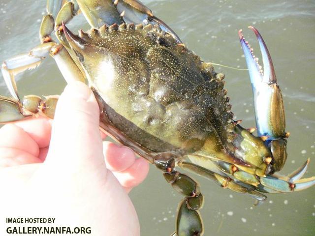 Blue Crab