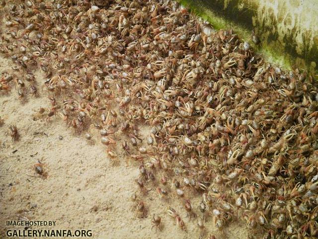 Fiddler Crabs